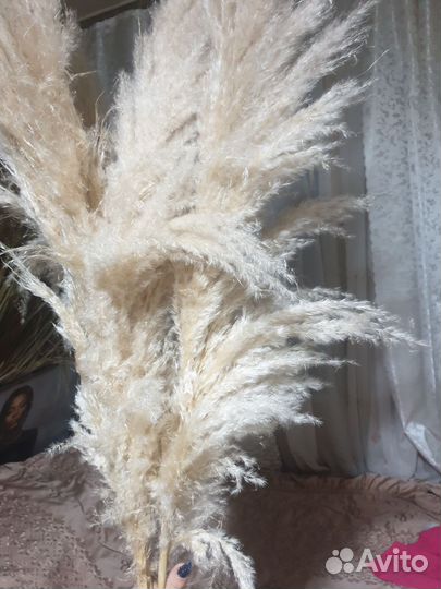 Музыка ветра