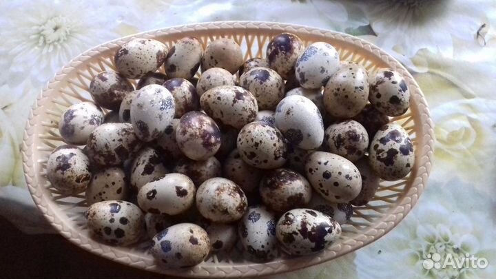 Яйцо перепелиное, цесариное, куриное