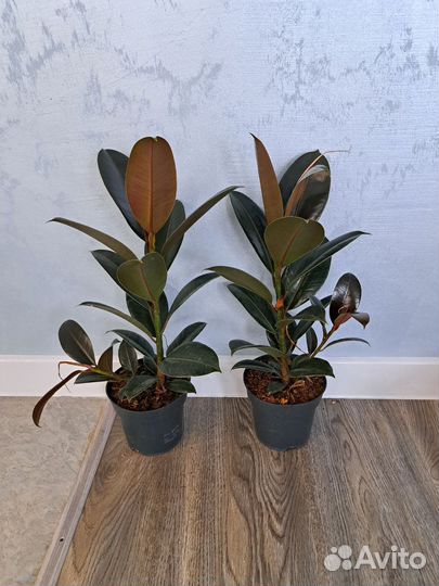 Фикус эластика мелани