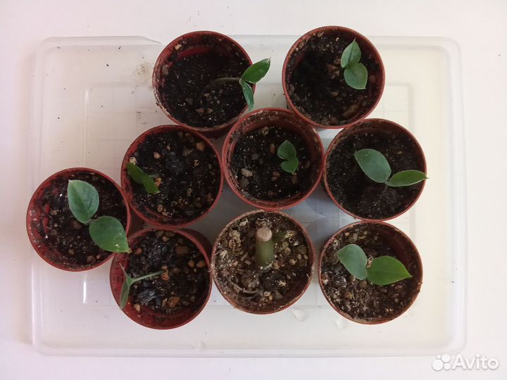 Комнатные цветы