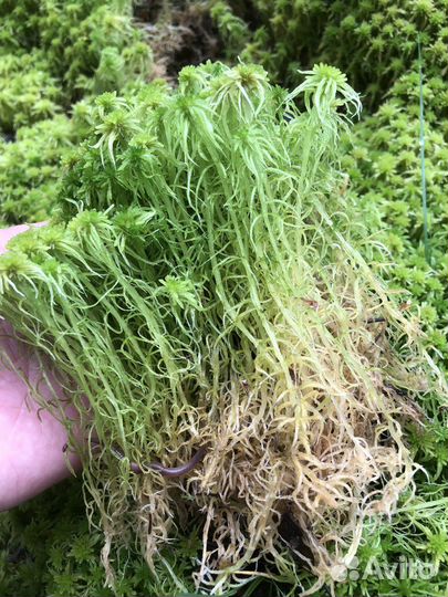 Мох Сфагнум