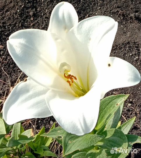 Садовые лилии