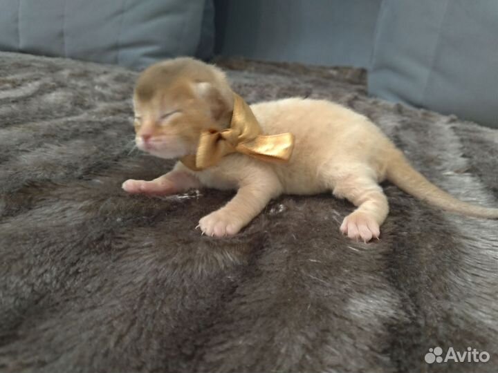 Абиссинские котята