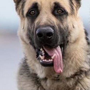 Восточноевропейская овчарка, щенок