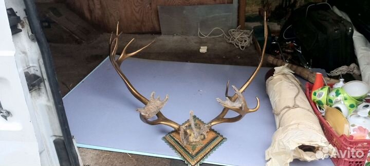 Продам рога оленя