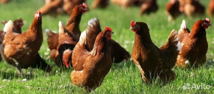 Куры молодки несушки