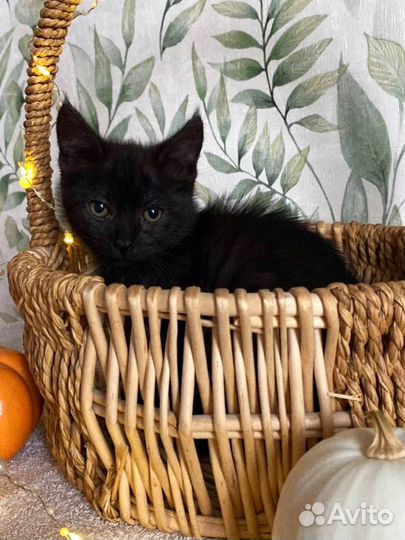 Черный котенок маленький
