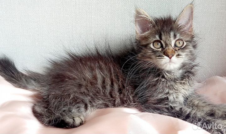 Кошечка в добрые руки