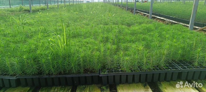 Сеянцы ели окс