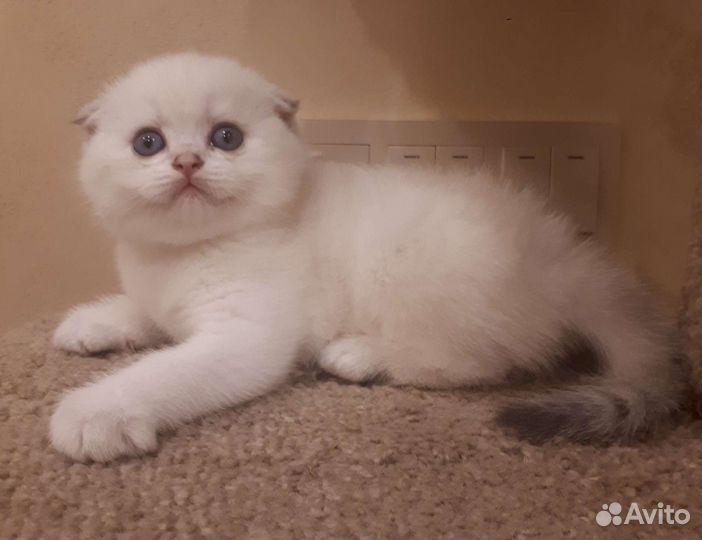 Шотландские котята