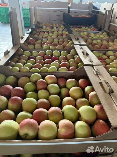 Яблоки 1-й сорт