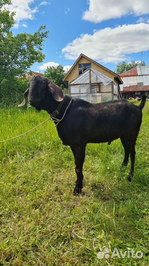 Продам нубийских коз