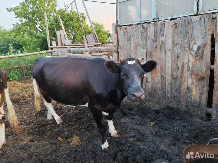 Коровы дойные молочные