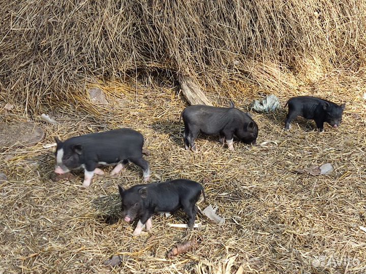 Поросята и свиньи