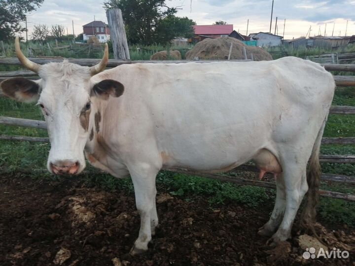 Коровы дойные
