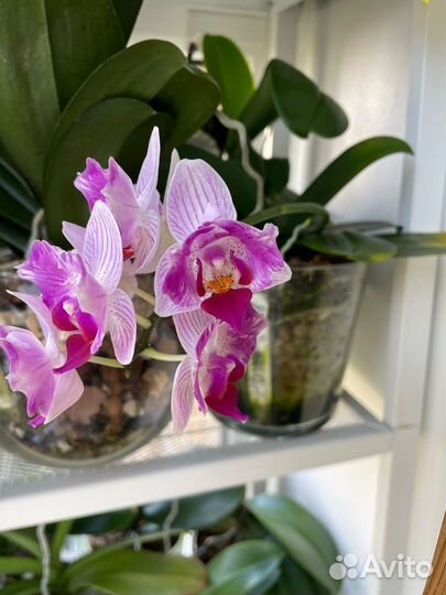 Орхидея фаленопсис Pink sunset girl