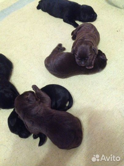 Лабрадор Ретривер