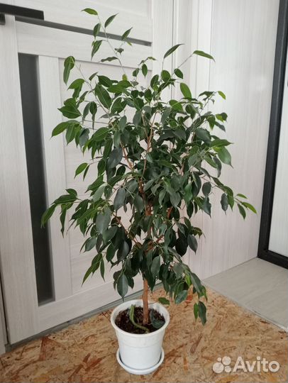 Фикус бенджамина