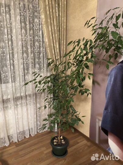 Фикус бенджамина большой