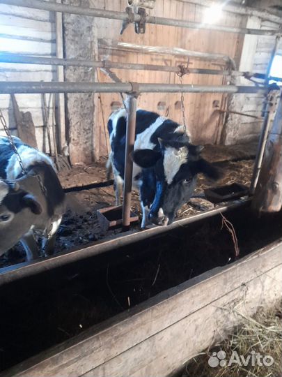 Бычки и телята