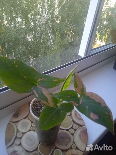 Сингониумы сортовые