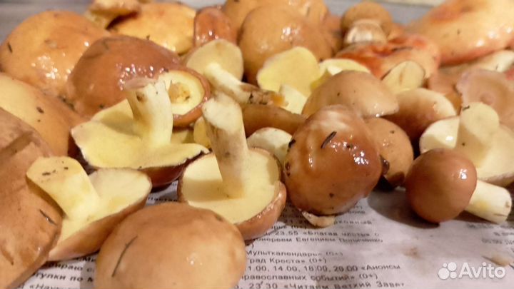 Грибы маслята