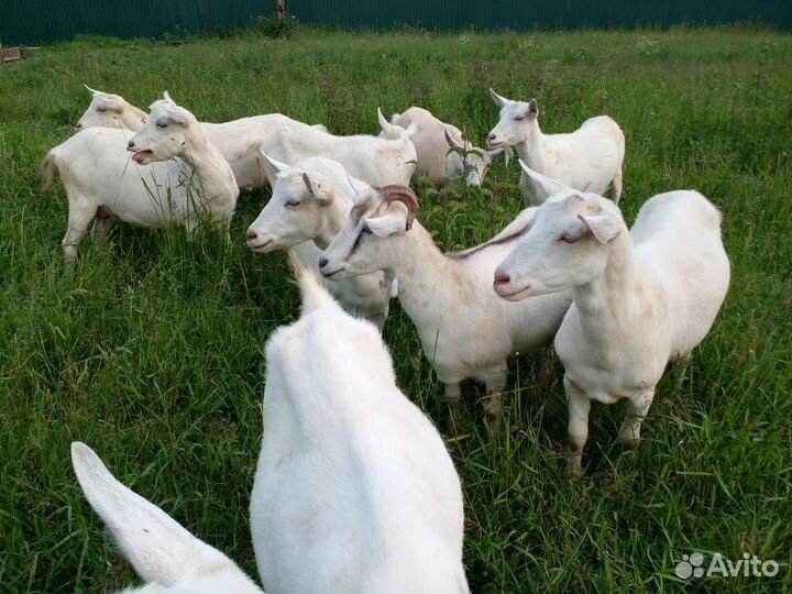 Продам коз зааненской породы