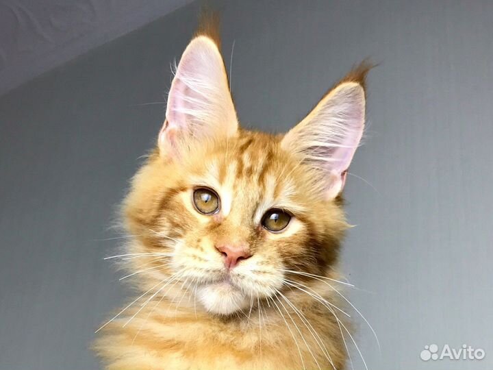 Мейн-кун размерный мальчик