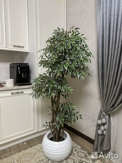 Бенджамина