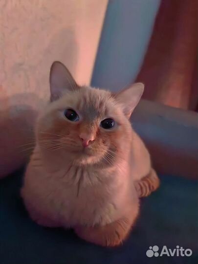 Кот на вязку