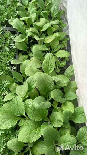 Рассада цветов