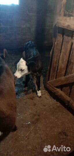 Телки и бычок