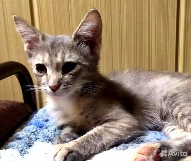 Кошка 2 месяца