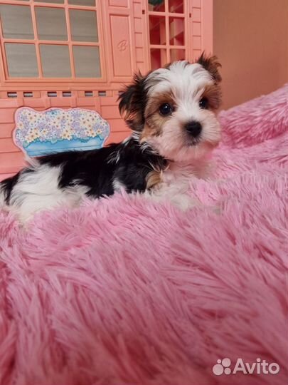 Девочка и мальчик бивер