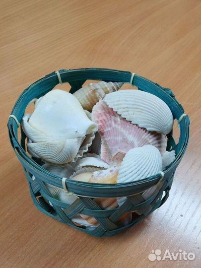 Морские ракушки