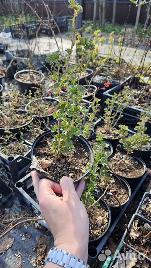 Крыжовник Северный капитан