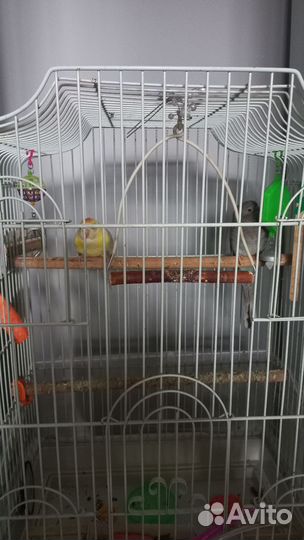 Певчий попугай