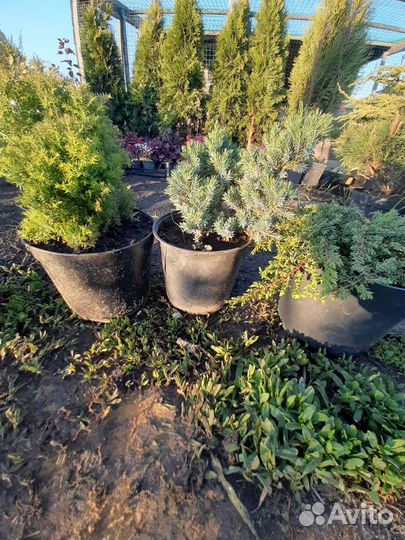 Хвойники и декоративные кустарники