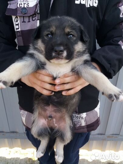 Щенки метис хаски