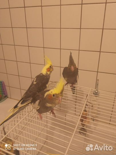 Продам попугая корелла