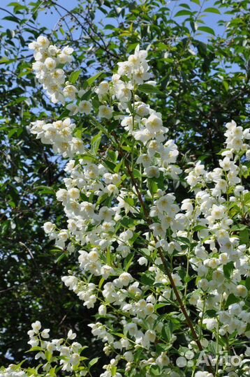 Чубушник (Садовый жасмин)