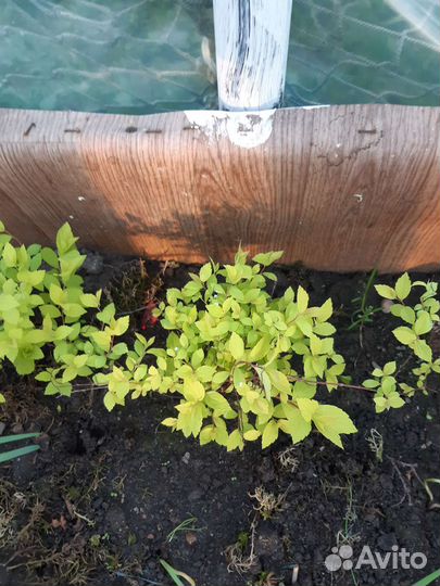 Пионы Спирея голдпринц Эстрагон