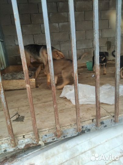 Овчарки смес