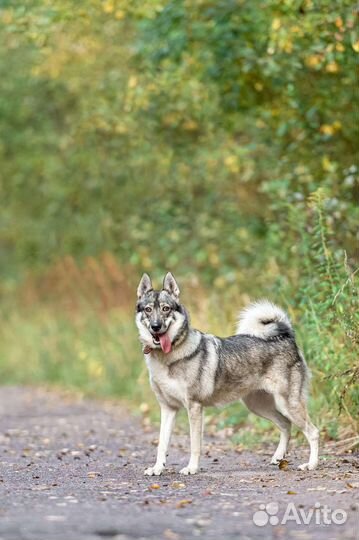 Западно сибирская лайка (метис) в дар