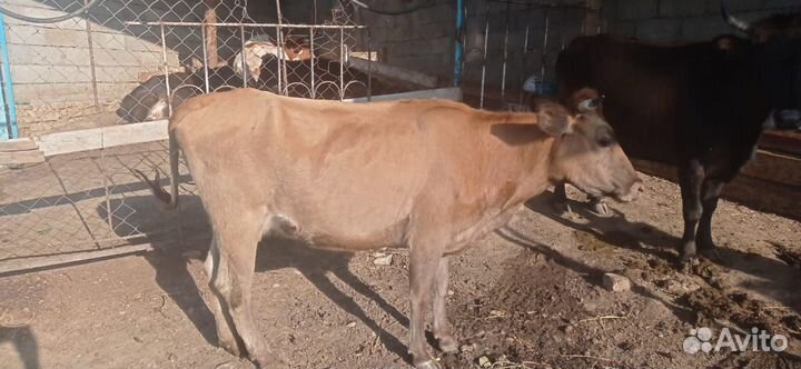 Коровы и телки