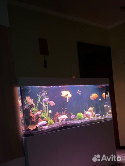 Продам аквариум с рыбками 525 литров