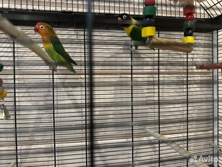 Клетка для попугаев