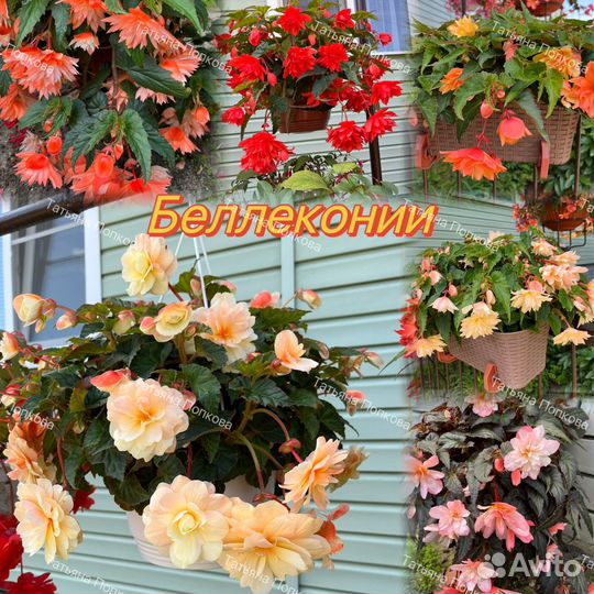 Ампельные бегонии (свежий срез)
