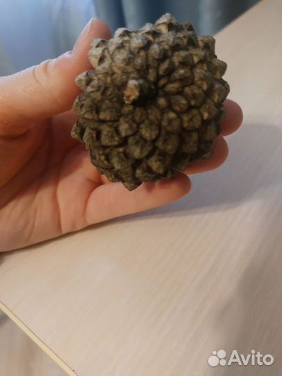Большая шишка