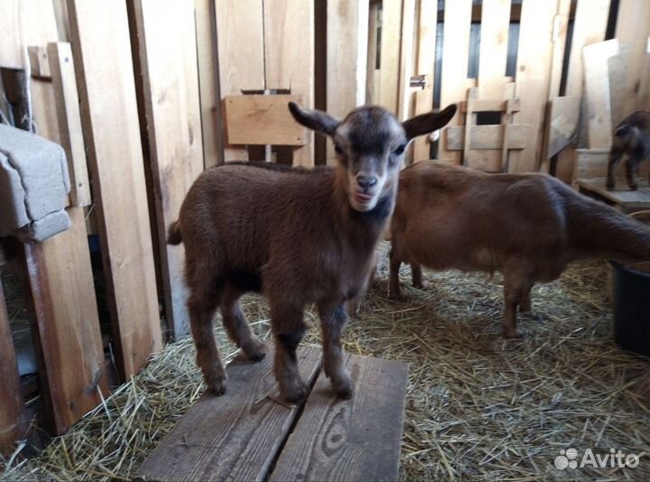 Камерунские козы, козлята